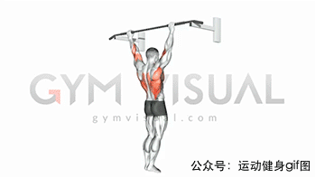 23张肌肉动图谱告诉你,背部肌肉怎么练