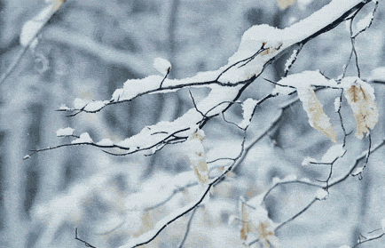 修身课堂崧泽节气大雪千树万树梨花开