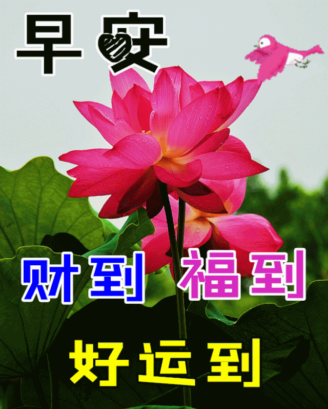 12月8日最漂亮早上好动态表情图片大全,早晨好动图美图大全