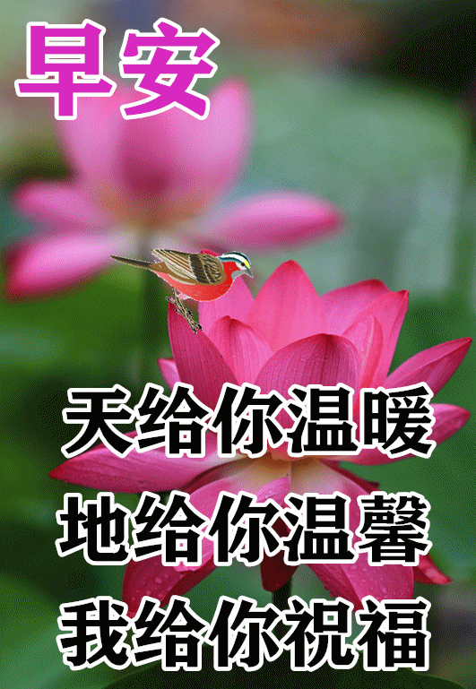 12月8日最漂亮早上好动态表情图片大全,早晨好动图美图大全