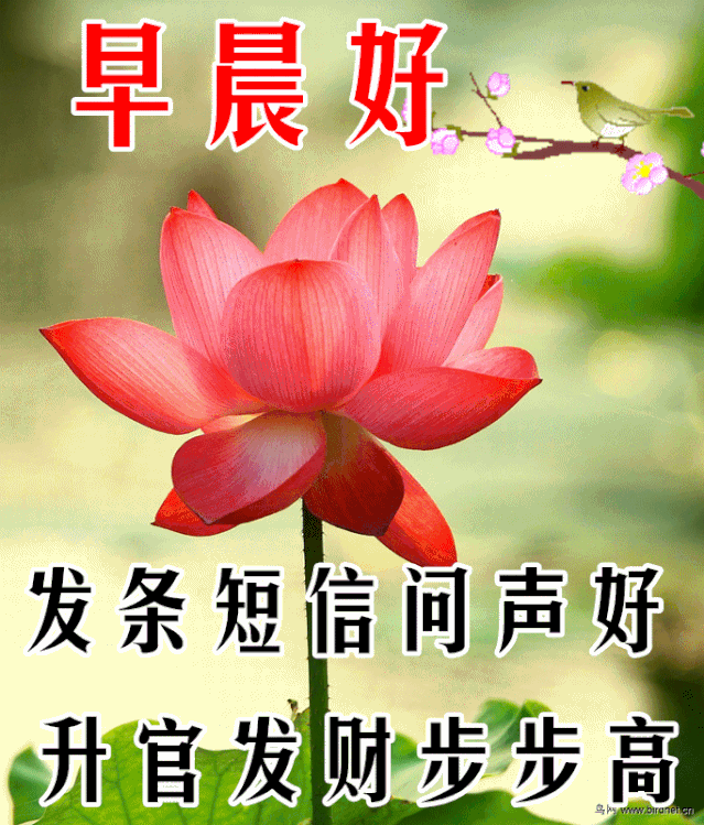 12月8日最漂亮早上好动态表情图片大全,早晨好动图美图大全