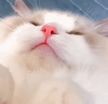 可爱的jiojio照片,女生的jiojio 看到猫咪可爱的jiojio,你能忍住吗?
