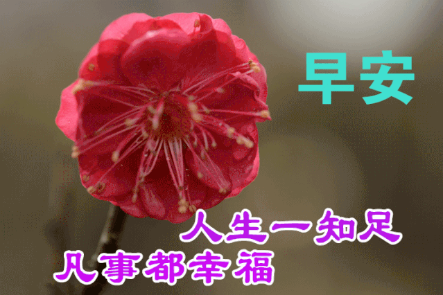12月9日早上好最棒问候表情祝福语录 清晨最美祝福美图