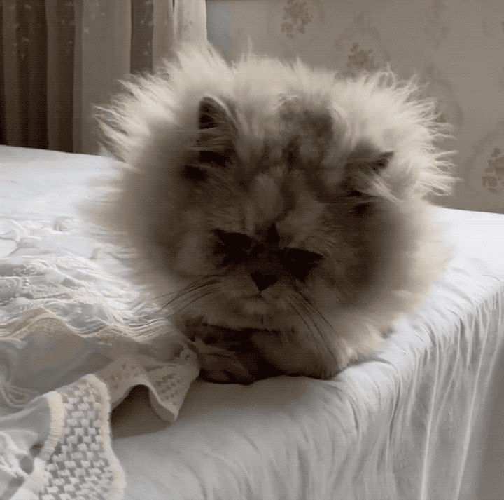 关键是吧,小猫咪头顶炸毛就罢了…当你认真审视它的时候,是不是跟我一