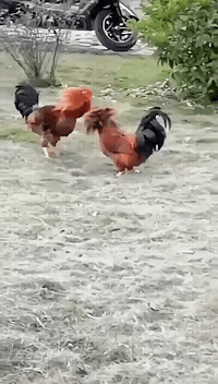 搞笑gif段子他明天肯定生病屁股开花算吗哈哈哈笑死我了