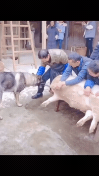 狗子抢走了杀猪刀劝你放下屠刀