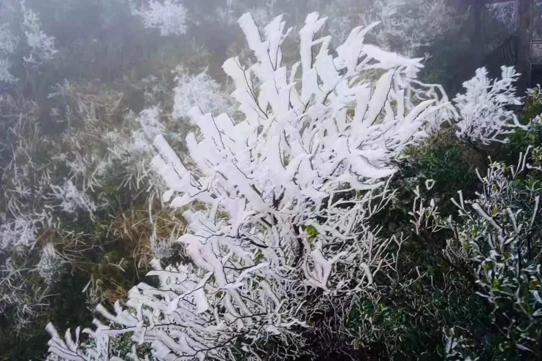 武鸣大明山化身"冰雪世界",雾凇云瀑美如仙境!