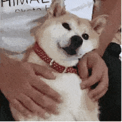 8个让狗狗远离蜱虫伤害的小技巧