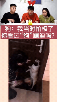 万能的大鹅,你值得拥有#搞笑_腾讯新闻