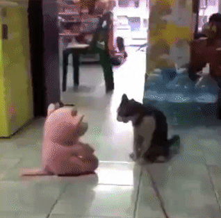 318_314gif 动态图 动图