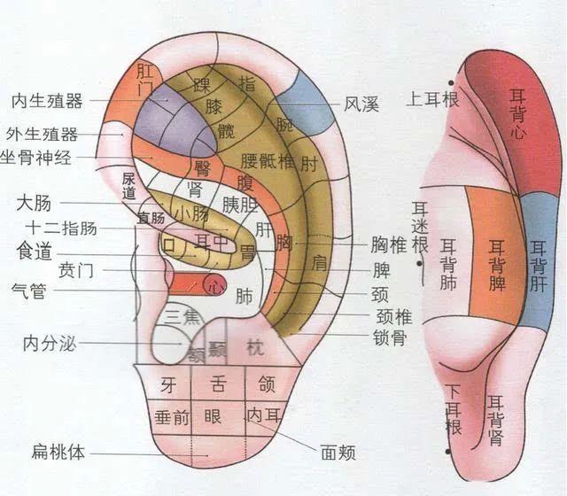 耳朵有密集的反射区,联系着全身每一个器官,把耳朵搓热,细细揉捏耳朵