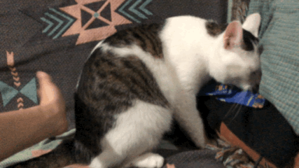 猫咪最喜欢被人摸的位置顺序应该是:屁股></p></a>头>肩胛骨和胸部>前爪和尾巴