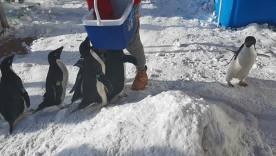 来自 天津海昌极地海洋世界的 企鹅宝宝们将再次下榻密苑云顶 还记得
