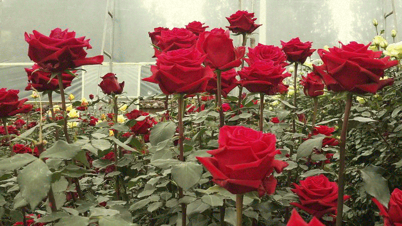 今日圣诞节,用玫瑰打造一场罗曼蒂克浪漫史