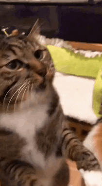 1.小猫咪贪吃的种种表现哈哈哈22:28