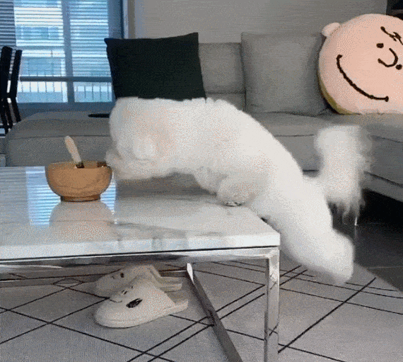猫: