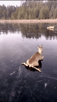 傻傻的傻狍子傻到这份上都没灭绝?别担心,人家有