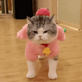 网红猫咪|拖地猫大头表情包(十四)