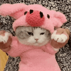 网红猫咪|拖地猫大头表情包(十四)