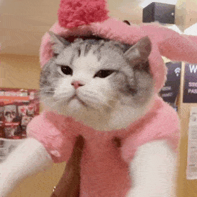 网红猫咪|拖地猫大头表情包(十四)