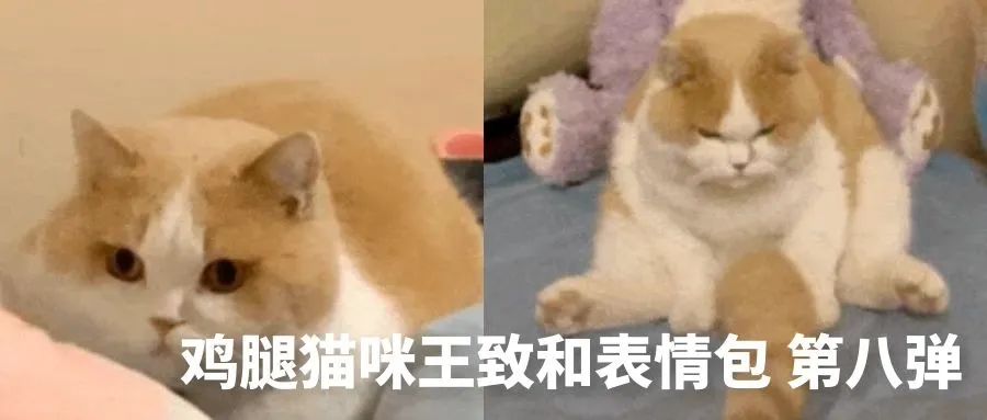 网红猫咪|拖地猫大头表情包(十四)