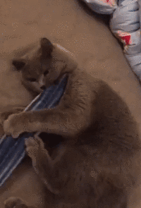 猫咪的世界里没有选择我全都要