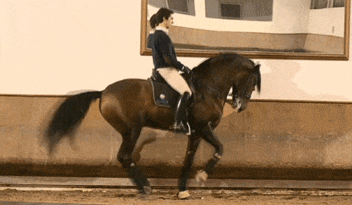 土库曼斯坦将国宝汗血宝马赠予中国马名靠山