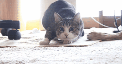 猫咪扑倒前为啥扭屁股抓到老鼠为啥给你吃本文为你趣味揭秘