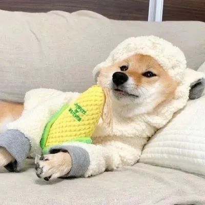 爱豆头像萌宠头像萌娃头像喜欢就要分享到朋友圈哦