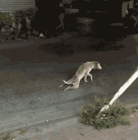 搞笑gif不知道这狗子的演技在哪里学的学得这么好