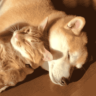 "家里狗总被猫欺负,你真是