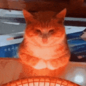 小猫咪小猫咪能有什么坏心思呢它只是想烤烤火罢了