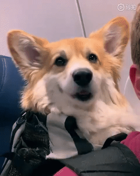 第一次坐飞机的狗狗,会是什么表情?恐怕你想不到哦