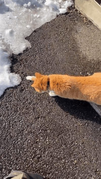 有网友以表情图片来比喻想象中南方朋友见雪的样子.