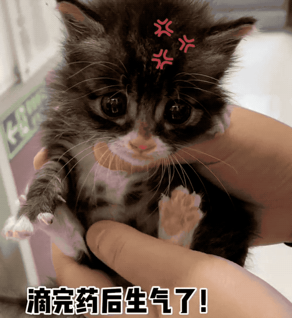 猫咪能有多暴躁