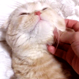 可爱猫咪动图可可爱爱