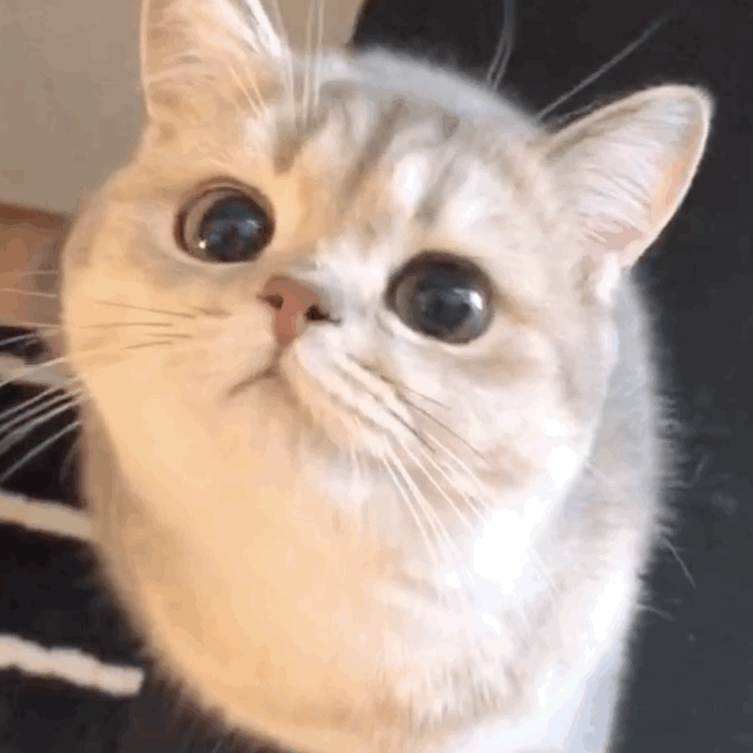 可爱猫咪动图,可可爱爱