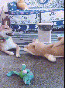 狗狗爱翻垃圾桶怎么办养狗新手需要从这3方面入手