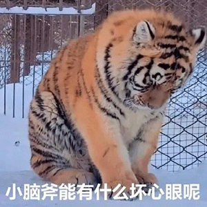 『小男神表情包』小喵咪能有什么坏心眼呢?