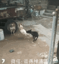 各位黄鼠狼又来拜年了,我们一定要提防啊各位我都给你们跪下了,不要摇