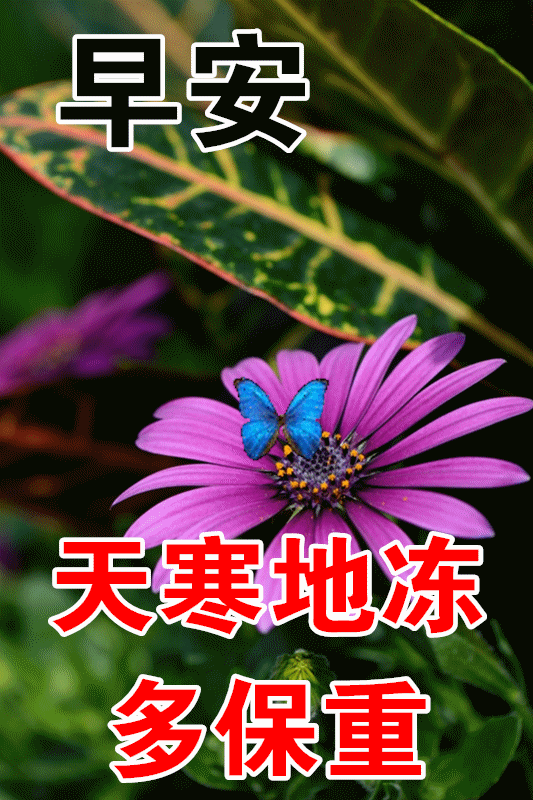 清晨早上好问候祝福语图片带字早上问候语及关心话早上好的句子早安