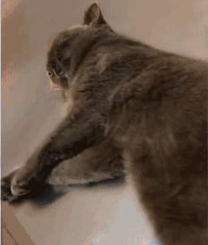 喵:看什么,这姿势你学的来吗?这毛雪你下的来吗?