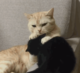 小黑猫和橘猫打架,总感觉橘猫不是对手