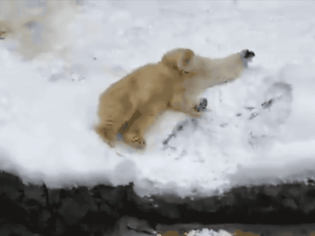 1080_810gif 动态图 动图