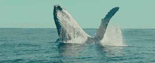 吃鲸科普系列▎ no·6