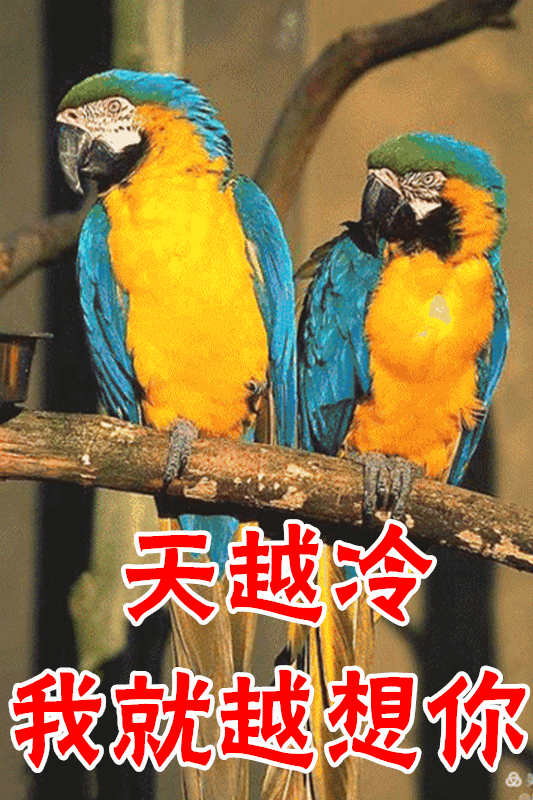 1月22日最漂亮早上好动态表情图片大全,早晨好动图美图大全