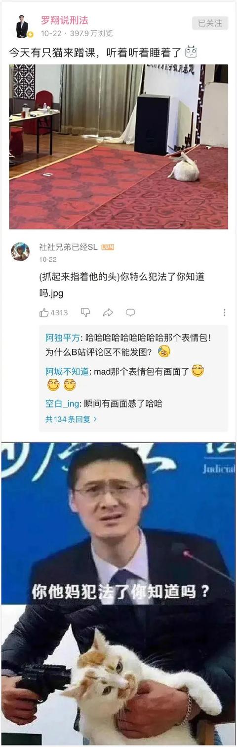 猫咪去罗翔老师的课堂听讲,结果睡着了?你犯法了知道吗?