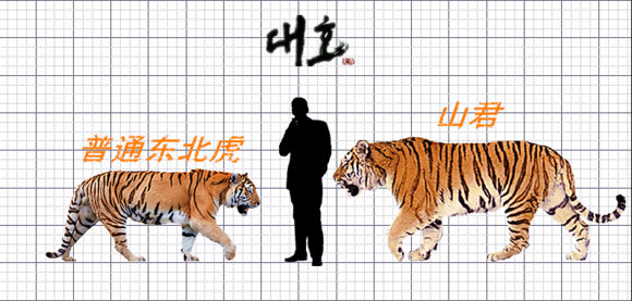 韩国电影《大虎》主角山君缘何这么神,懂得利