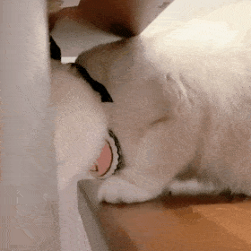 猫咪表情包,太可爱了