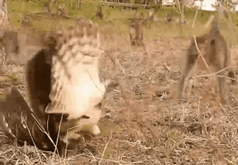 于是,猴群立刻包抄围攻食猴鹰.这只在猴群中努力扇动